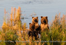 Brown bear (Ursus arctos) Taken at Brooks Camp, Katmai National Park Alaska, USA.  While their mother was out fishing to fatten up for the fast approaching winter, the family of cubs played in the grasses on the shore.  Three of the four siblings stood to see over the grass when they heard an approaching sub-adult bear who mistakenly wandered to close to the cubs.  The forth cub stayed hidden in the grass nearby.  And the mother quickly charged out of the water to chase the sub-adult away while the cubs watched anxiously.  This image was taken from a viewing platform near the mouth of the river, where the bears are able to do their natural behaviors and the people are kept out of their way.