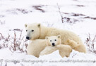 Twin yearling Polar Bear (Ursus maritimus) cubs cuddle with their mother prior to a mid day nap.  Churchill, Manitoba, Canada.
