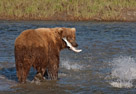 Bear Photos