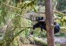 Adult female black bear (urus americanus) sleeping in a tee.