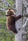 Spring Brown Bear cub hugs  a tree trunk while keeping an eye on mom.
