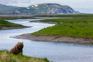 Brown Bear  Ursus arctos) sits along the bank of Mikfit Creek.