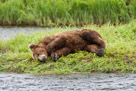 A subadult Brown bear (Ursus arctos) naps along the creek's edge.   Mikfit Creek, McNeil River Game Sanctuary, AK.