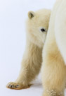 A yearling Polar Bear (Ursus maritimus) cub takes shelter behind its mother's right rear leg.  Churchill, Manitoba, Canada.