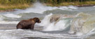 Brown Bear in the extremely high waves of Naknek Lake.