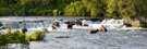 Eight Brown bears (Ursus arctos) fishing below Brooks Falls.