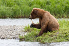 A subadult Brown bear (Ursus arctos) plays with a stick, showing great paw mouth coordination.  Mikfit Creek, McNeil River Game Sanctuary, AK.