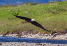 Adult Bald Eagle (Haliaeetus leucocephalus) soars low over Mikfit Creek.