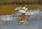 Bird Photos