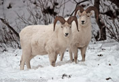 Other Critters
