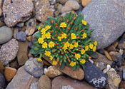 Crepis nana
