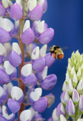 Lupinus arcticu