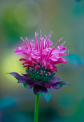 Monarda fistulosa