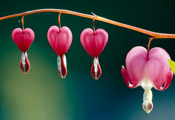 Dicentra spectabilis