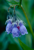 Mertensia paniculata