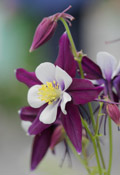 Aquilegia vulgaris