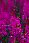 Epilobium latifolium
