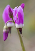 Dodecatheon frigidum