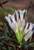(Gentiana algida)