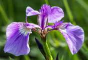 Flower Photos