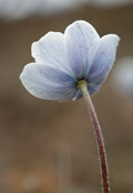 Anemone paraviflora