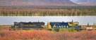 Alaska Train being lead by car # 3006 (one of only two black and yellow cars in opertion)  passes through the fall tundra.