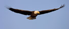 Mature Bald Eagle soaring above the Homer Spit.