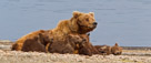 A mother Brown Bear rests in the sun with her quadruplet spring cubs.