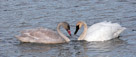 Juvinile and adult Trumpeter Swans  go bill to bill to form a heart.